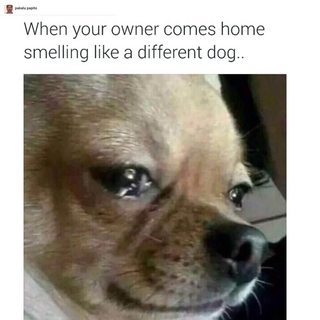 dogs.jpg