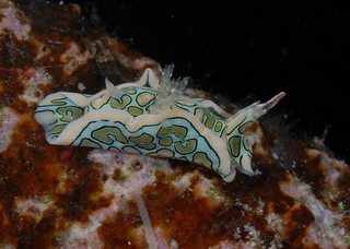 sea-slug-16.jpg