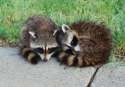1295570334.highplainswolf_racoon_068.jpg
