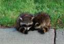 1297897311.highplainswolf_racoon_063.jpg