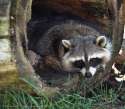 1318510220.kurst_racoon-you-knocked-2.jpg