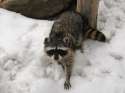 1333462876.fox-demon_img_1428.jpg