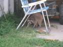 1341198269.dyno-k9k_coon_1.jpg
