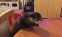 1456424561476.gif