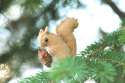 squirell6-1024x685.jpg