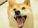 Shibe4.jpg
