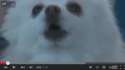 bark.png