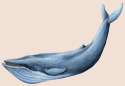 BlueWhale.png