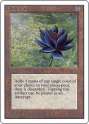 BlackLotus.jpg