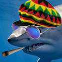 Reggae Shark.png