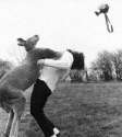 Kangaroo_Attack.jpg