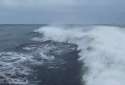 derphin.gif