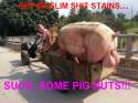 pig-balls.jpg