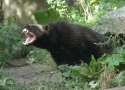 aggressive-honey-badger.jpg