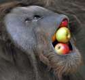 APPLES LARGE.jpg