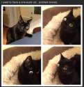 Googley Cat.jpg