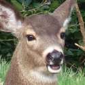 oh deer.jpg