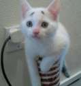 cat-brows.png