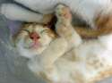 s-Comfy-kitty.jpg