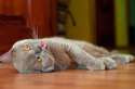 s-Coming-home-to-your-cat.jpg
