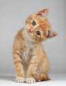 s-Confused-kitten..jpg