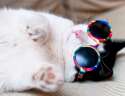 s-Cool-cat..jpg