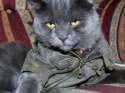 s-Cool-cat..jpg