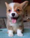 s-Corgi-puppy.jpg