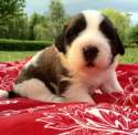 s-Couple-week-old-St-Bernard.jpg
