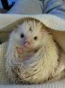 s-Cuddled-hedgehog..jpg