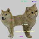 catdoge.jpg