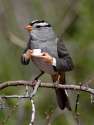 bird.jpg