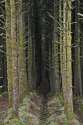 weirdforest.jpg