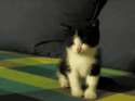 cat-anim-noteventired.gif