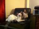 BigotesDeGato-caturday-040.jpg