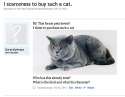 thirst cat.jpg