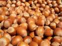 THIS IS A HAZELNUT.jpg