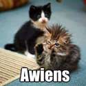 cat-awiens.jpg