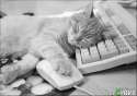 cats-sleeping-on-keyboards-12.jpg