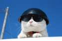 cat-kagonekoshiro-helmet.jpg
