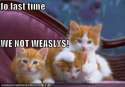 cat-goin-2-hogwartsa.jpg