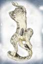 1292976340.poorpolarbear_snowmew_u18chan.jpg