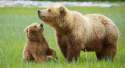 grizzly bear.jpg