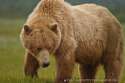 bear looking down.jpg
