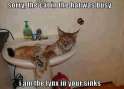 bobcat_1236989396330511_6494766811066055694_n.jpg