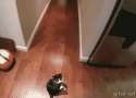 cat-anim-abduction7.gif