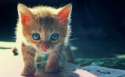 s-Curiosity..jpg