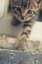 s-Curious-kitty..jpg