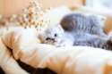 s-Cute-cat.jpg