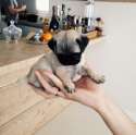 s-cute-dog.jpg
